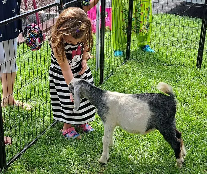 Little girl feeding a goat at a petting zoo