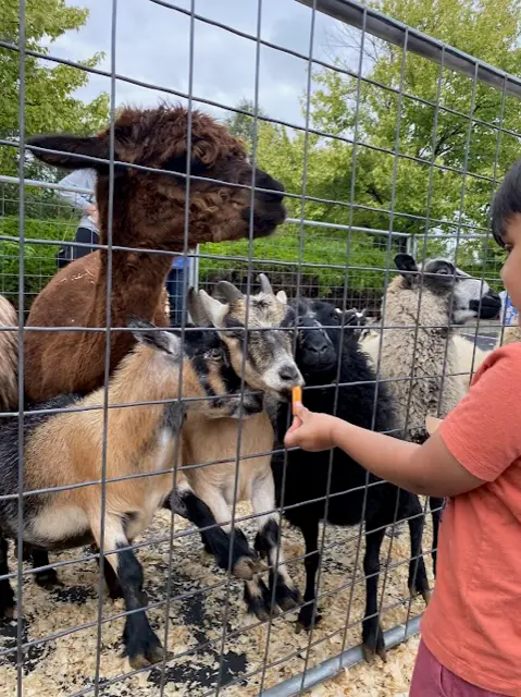 A young child holds out a carrot to feed a group of goats behind a metal fence at a sensory-friendly petting zoo. A llama and several sheep are also visible in the enclosure.