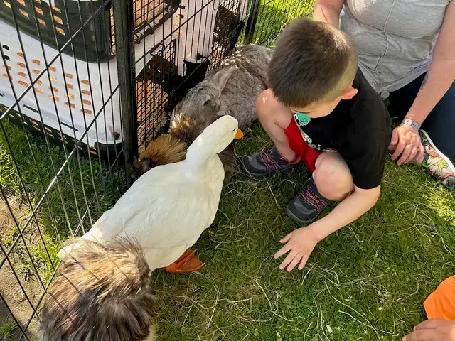 A young boy crouches on the grass inside a petting zoo enclosure, gently observing a duck and other small animals nearby. An adult sits beside him, creating a calm and supportive environment.