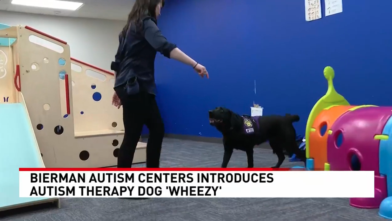 Occupational therapist works with Wheezy, a black Labrador therapy dog wearing a purple vest, during a play-based therapy session at Bierman Autism Centers. A colorful indoor play area and slide are visible in the background. News headline reads: ‘Bierman Autism Centers Introduces Autism Therapy Dog ‘Wheezy"
