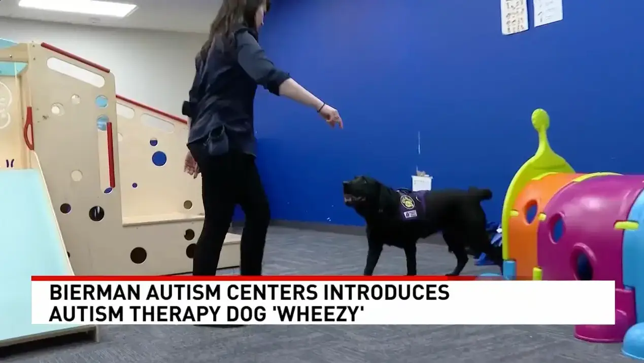 Occupational therapist works with Wheezy, a black Labrador therapy dog wearing a purple vest, during a play-based therapy session at Bierman Autism Centers. A colorful indoor play area and slide are visible in the background. News headline reads: ‘Bierman Autism Centers Introduces Autism Therapy Dog ‘Wheezy"
